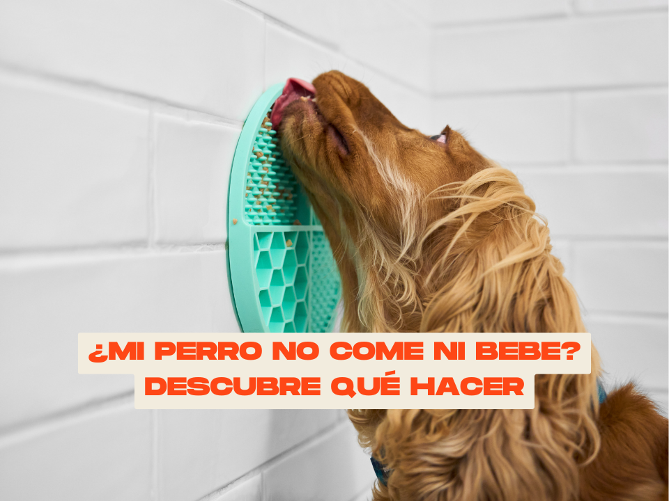 ¿Mi perro no come ni bebe? Descubre qué hacer antes de que sea grave