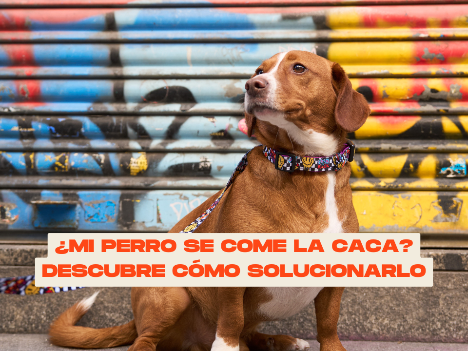 ¿Mi perro se come la caca? Descubre por qué lo hace y cómo solucionarlo