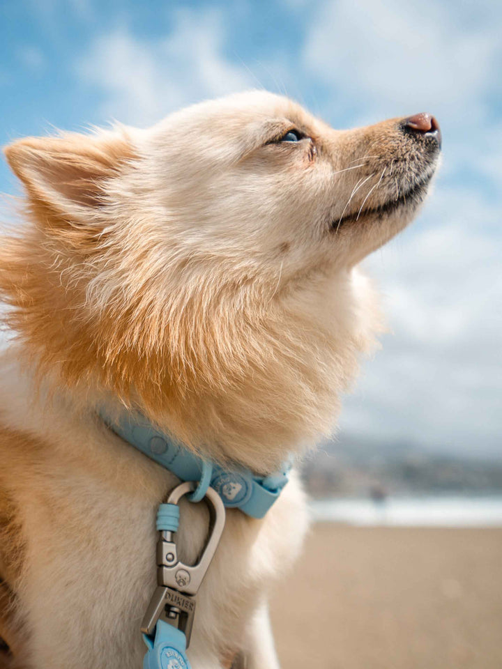 COLLAR WATERPROOF PARA PERRO SKY BLUE