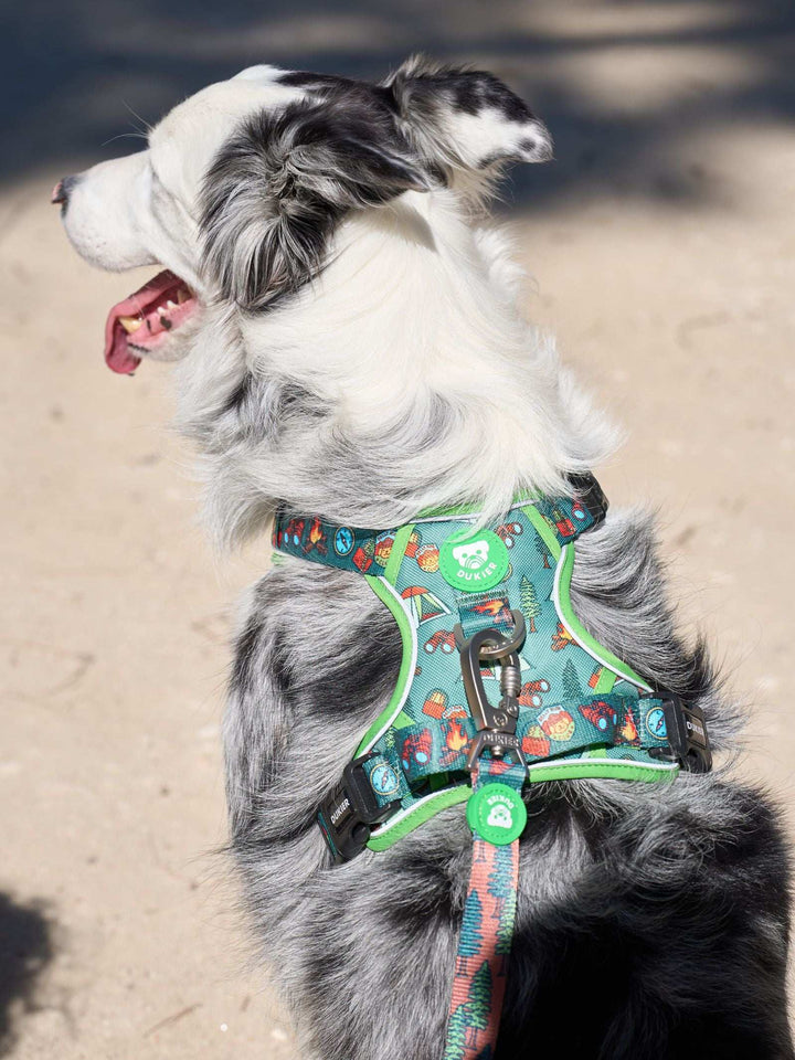 ARNES TRAIL PARA PERRO SCOUTS