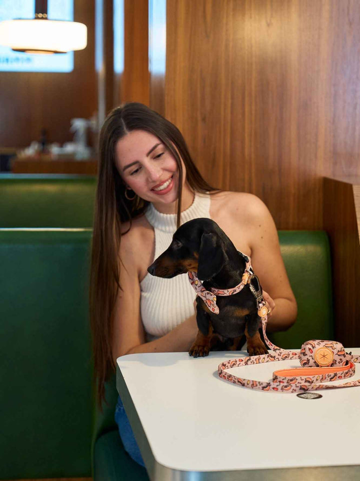 COLLAR PARA PERRO HOT DOGS