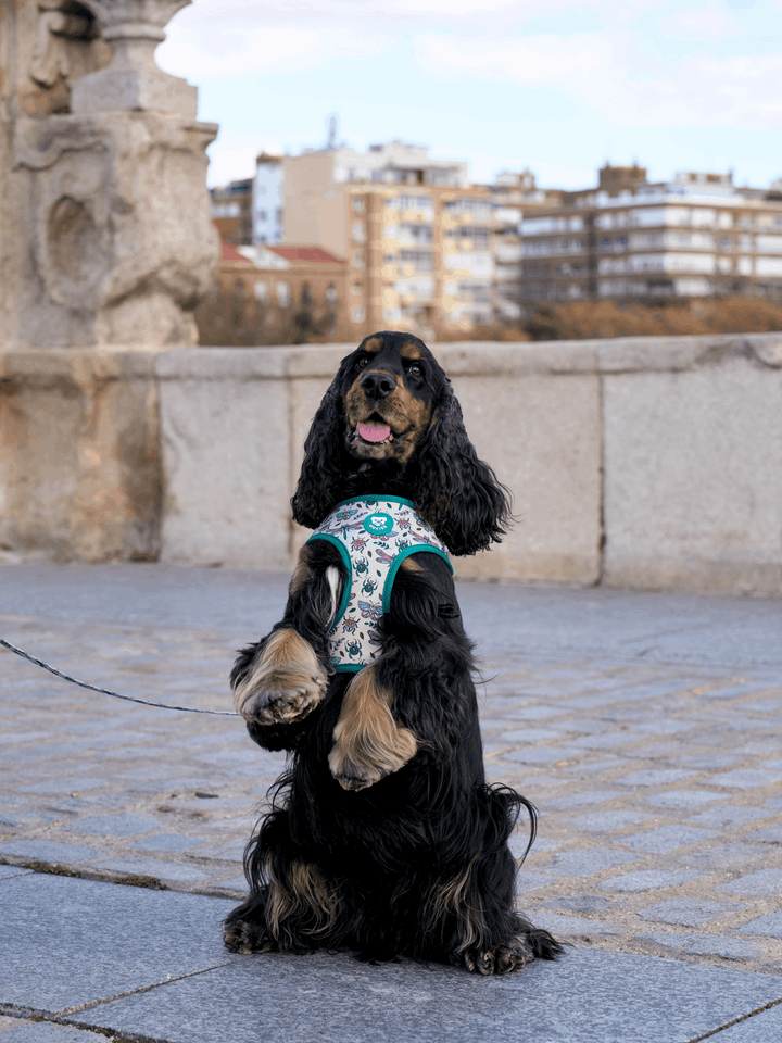 ARNES AJUSTABLE PARA PERRO LITTLE BUGS