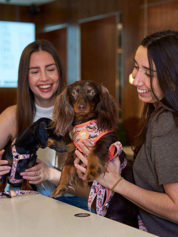 ARNES AJUSTABLE PARA PERRO HOT DOGS - Dukier