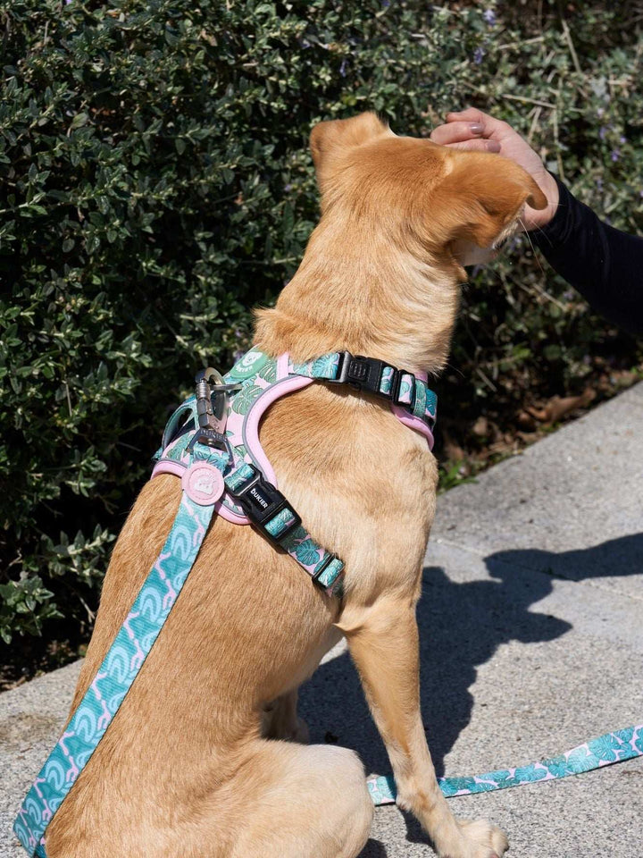 ARNES TRAIL PARA PERRO MONSTERA