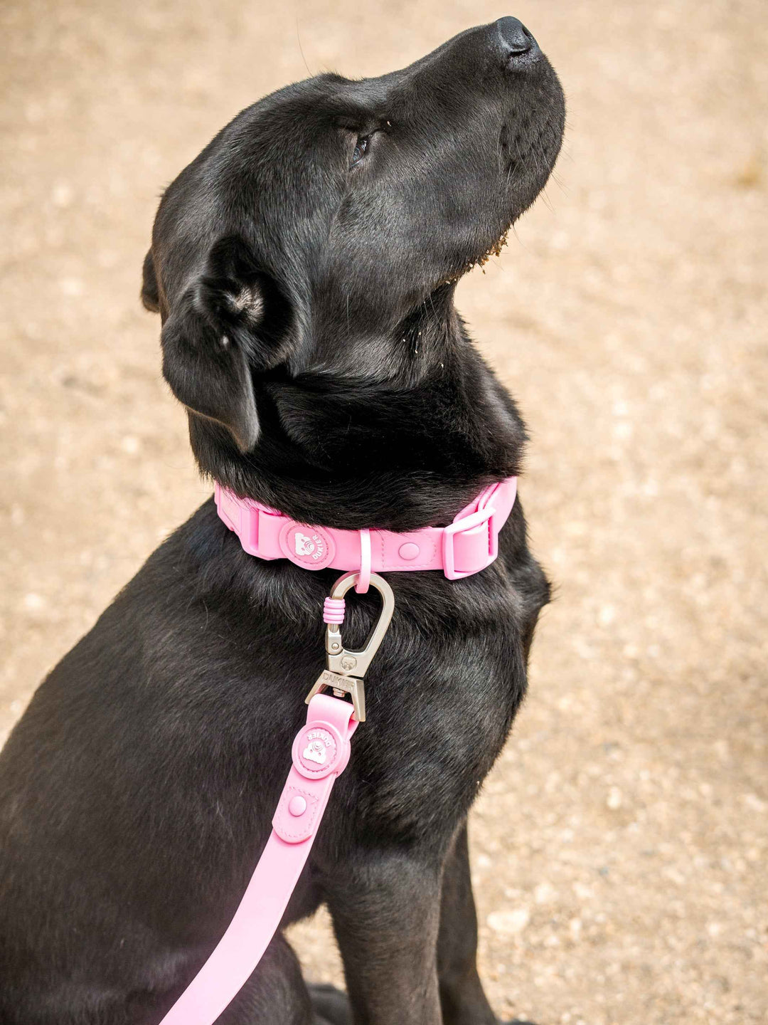 COLLAR WATERPROOF PARA PERRO PINK