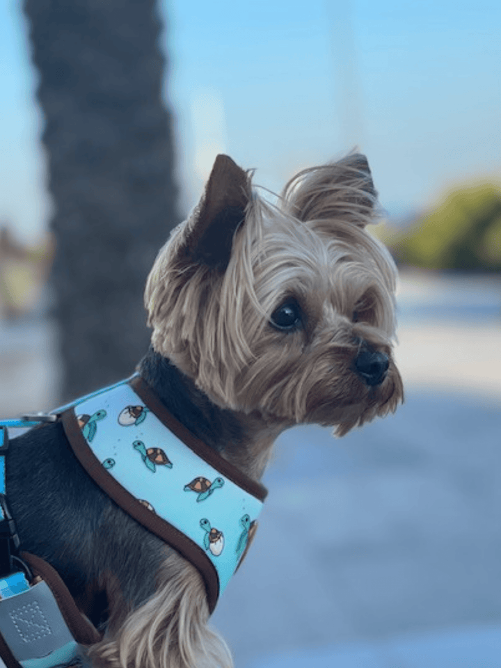 TURTLE REVERSIBLE DOG HARNESS