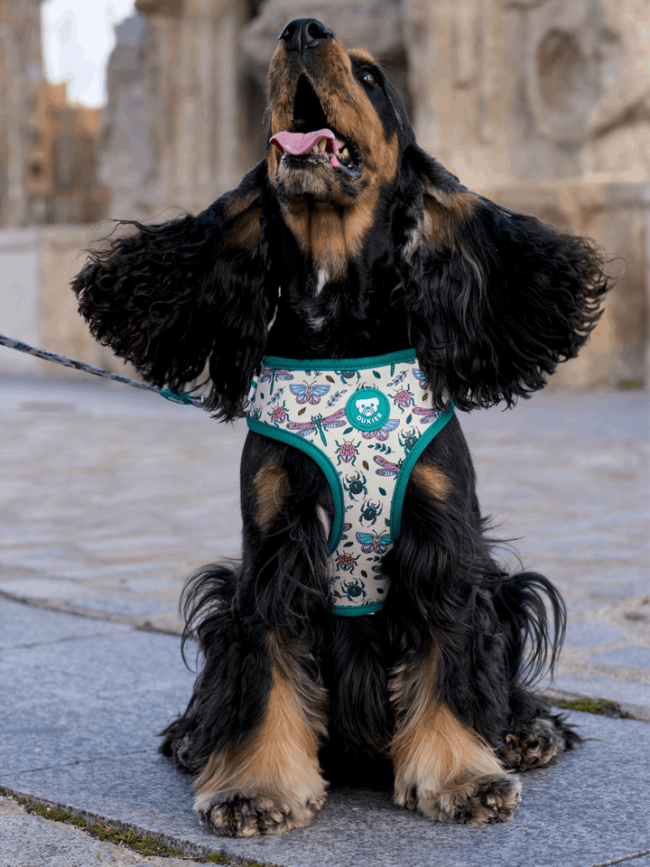 ARNES AJUSTABLE PARA PERRO LITTLE BUGS