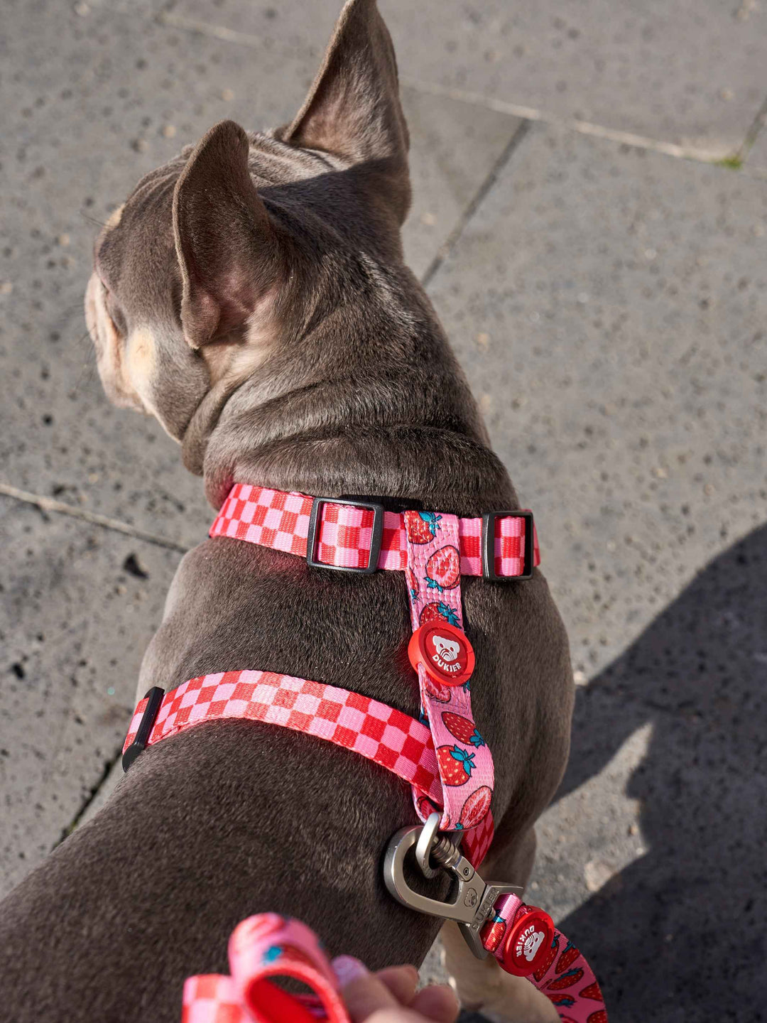 ARNÉS CLÁSICO PARA PERRO BERRY LOVE - Dukier