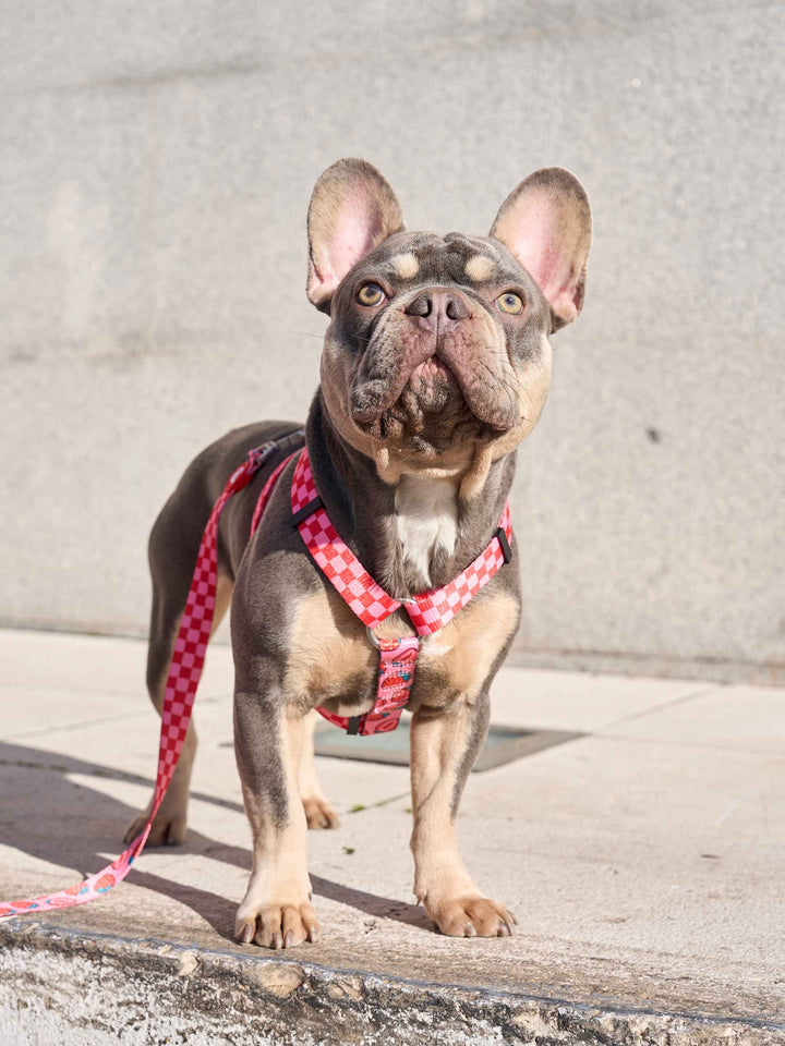 ARNÉS CLÁSICO PARA PERRO BERRY LOVE - Dukier