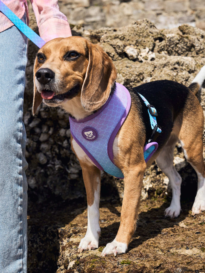 ARNÉS REVERSIBLE PARA PERRO MERMAID