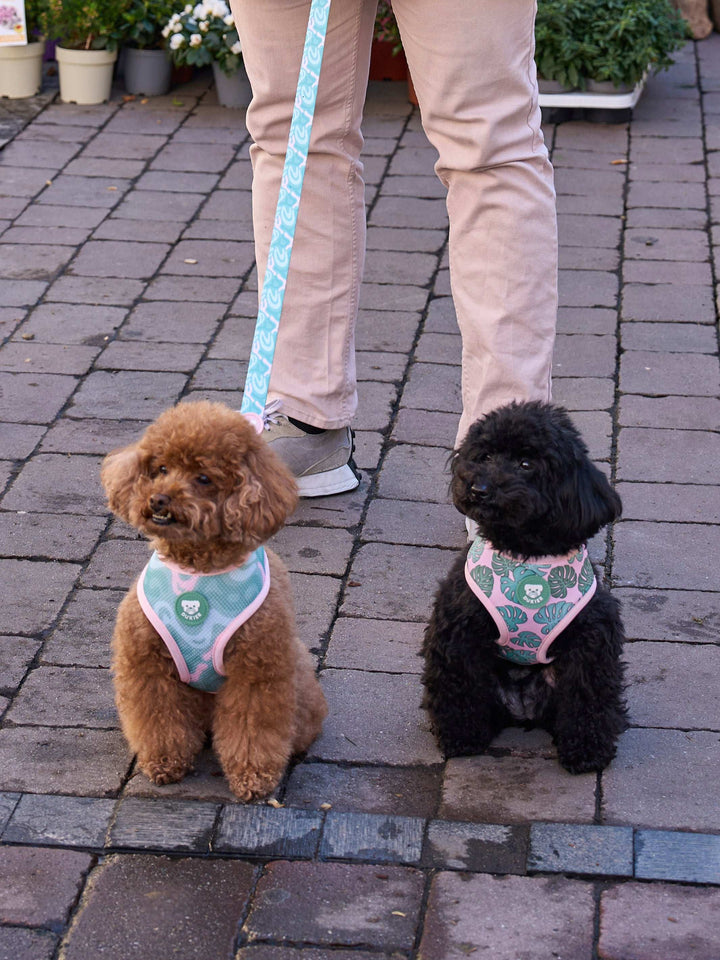 ARNÉS REVERSIBLE PARA PERRO MONSTERA