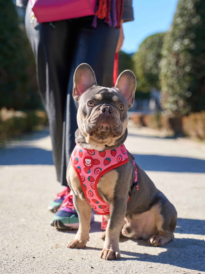 ARNÉS REVERSIBLE PARA PERRO BERRY LOVE - Dukier