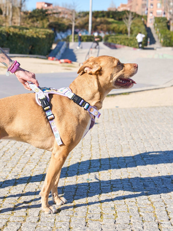 ARNÉS TRAIL PARA PERRO SMILEY