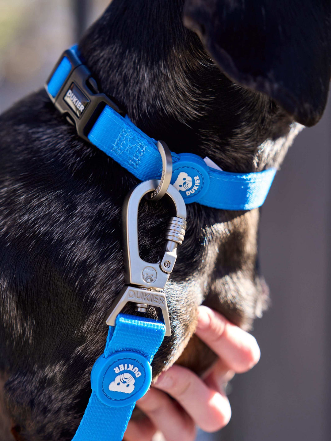 COLLAR PARA PERRO BLUE