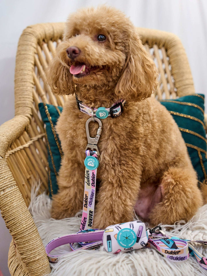 COLLAR PARA PERRO COOL SCHOOL