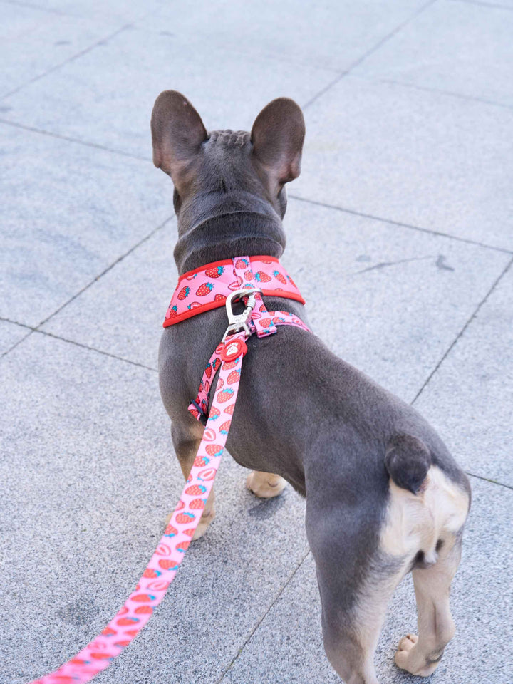 CORREA PARA PERRO BERRY LOVE - Dukier