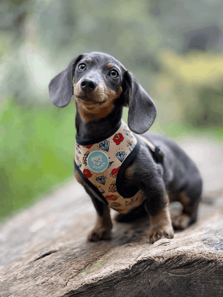 ARNÉS REVERSIBLE PARA PERRO TATTOO