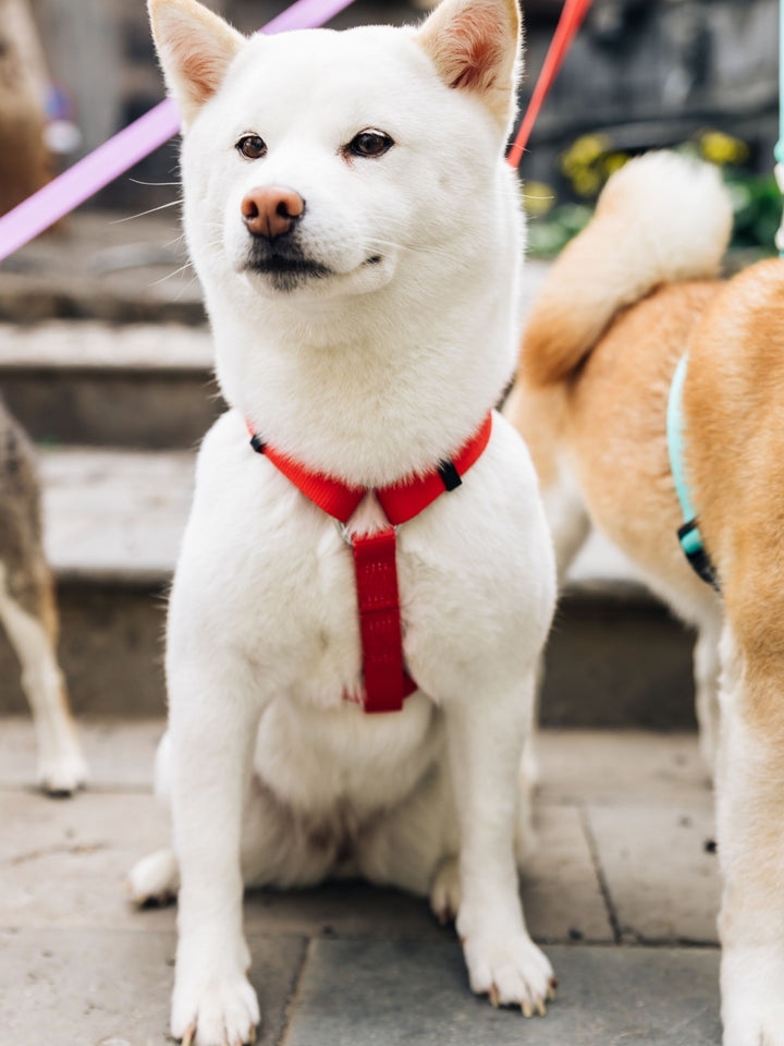 RED CLASSIC DOG HARNESS