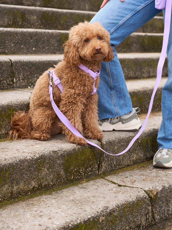 ARNES WATERPROOF PARA PERRO PURPLE