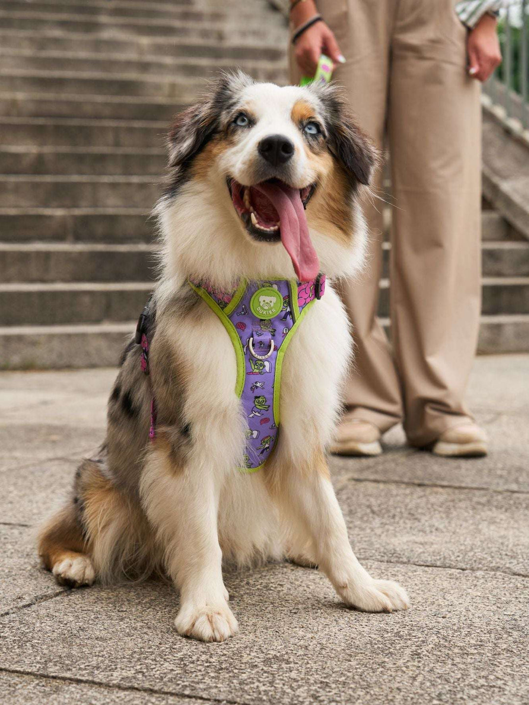 ARNES TRAIL PARA PERRO ZOMBIE