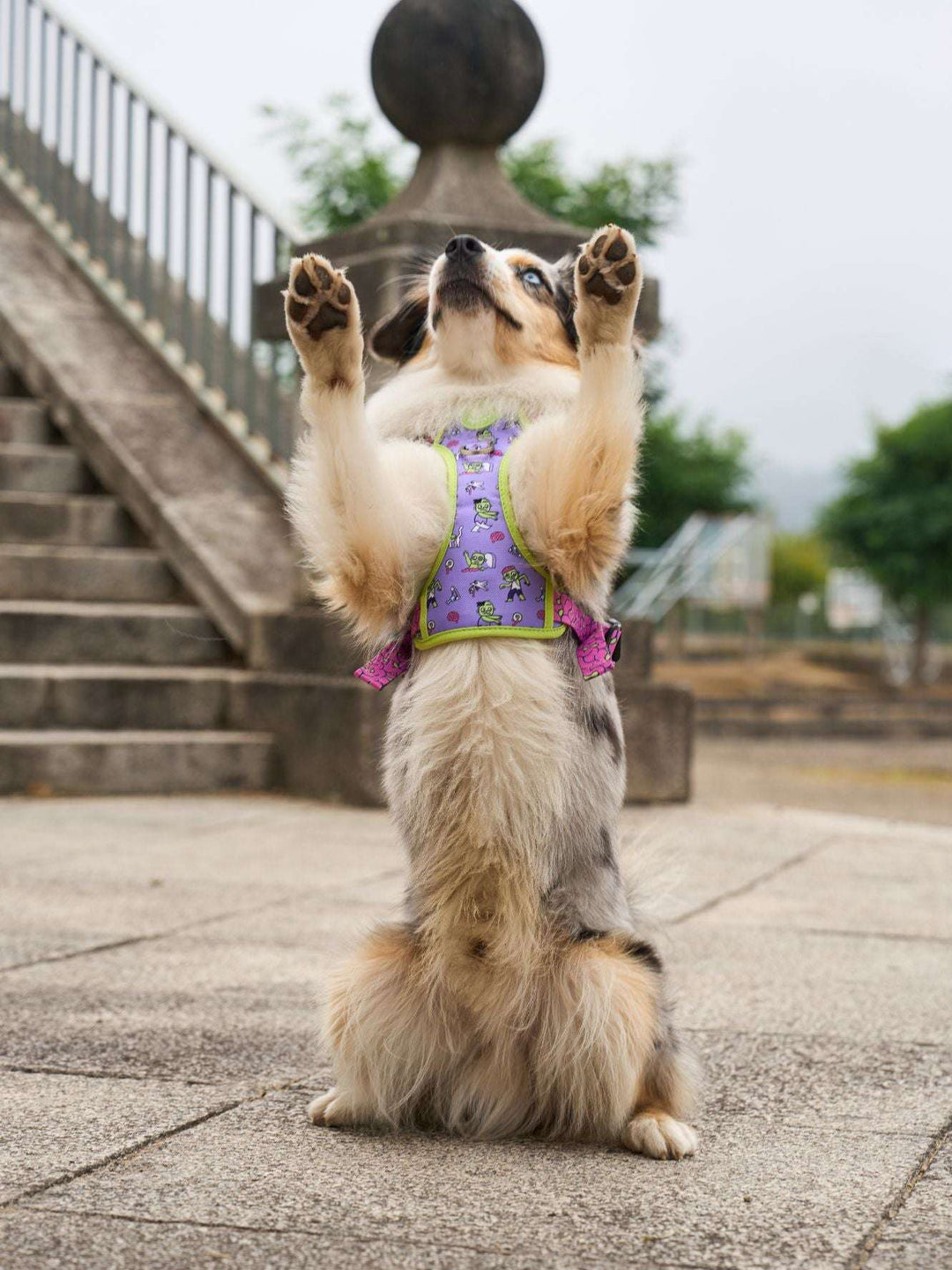 ARNES TRAIL PARA PERRO ZOMBIE