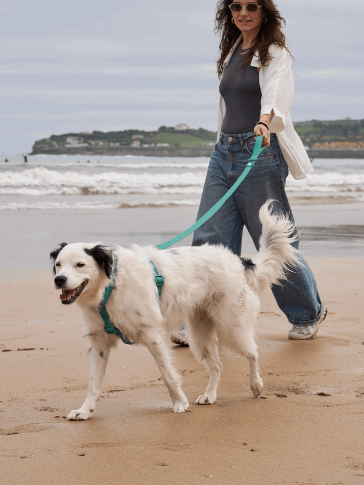 CORREA WATERPROOF PARA PERRO GREEN