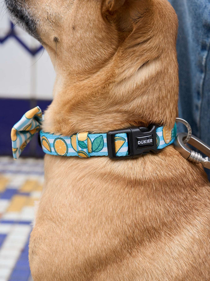 COLLAR PARA PERRO LEMONS