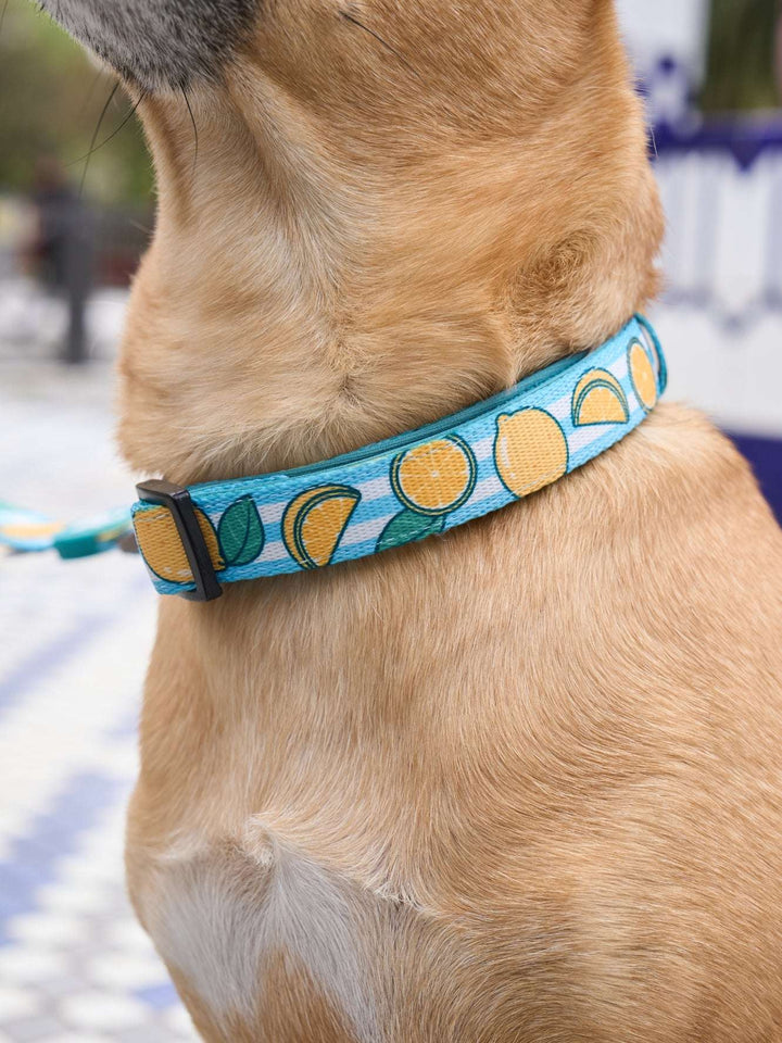 COLLAR PARA PERRO LEMONS