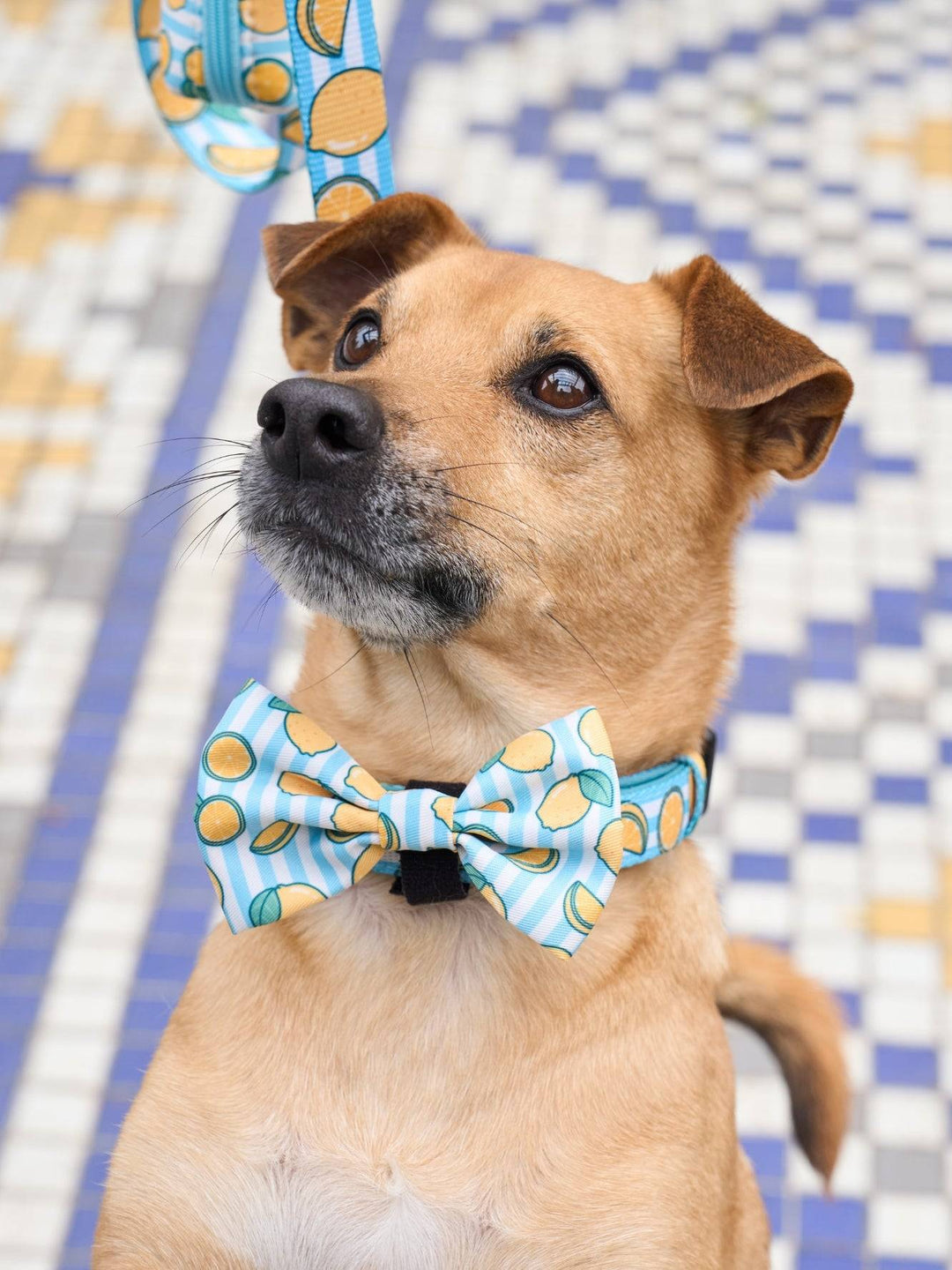 PAJARITA PARA PERRO LEMONS