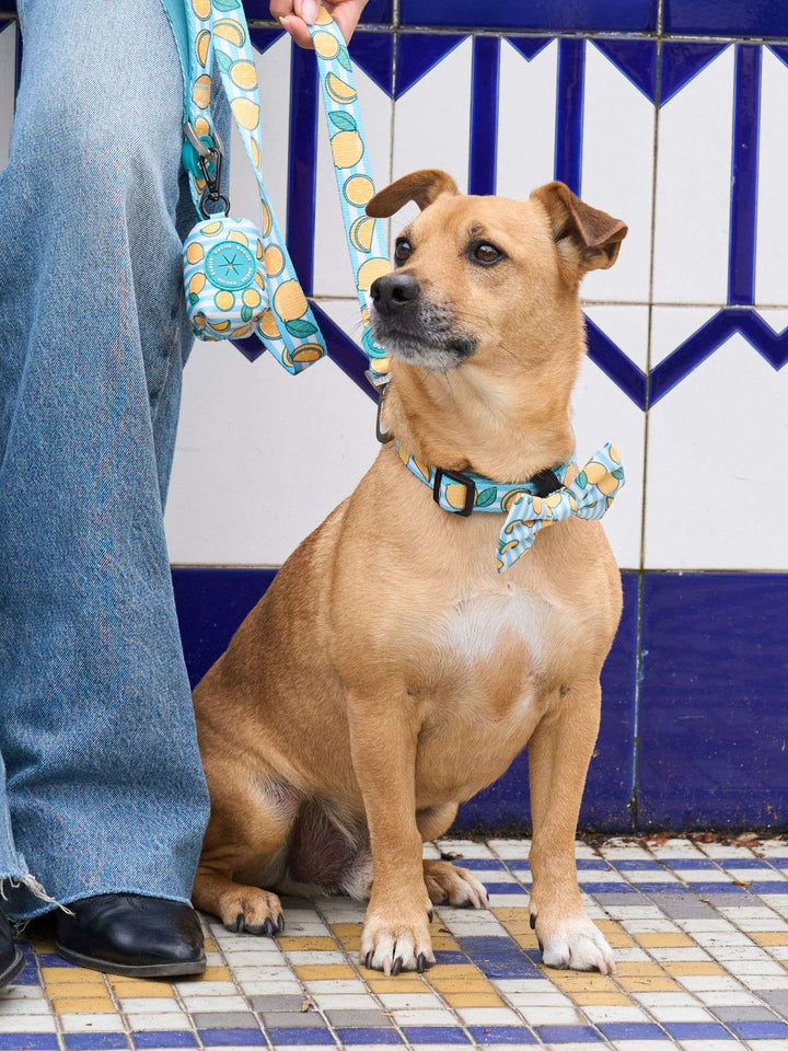 PORTA BOLSAS CACA LEMONS