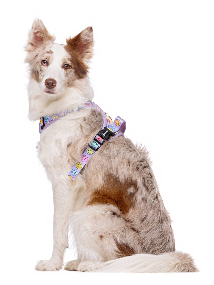 ARNÉS TRAIL PARA PERRO SMILEY