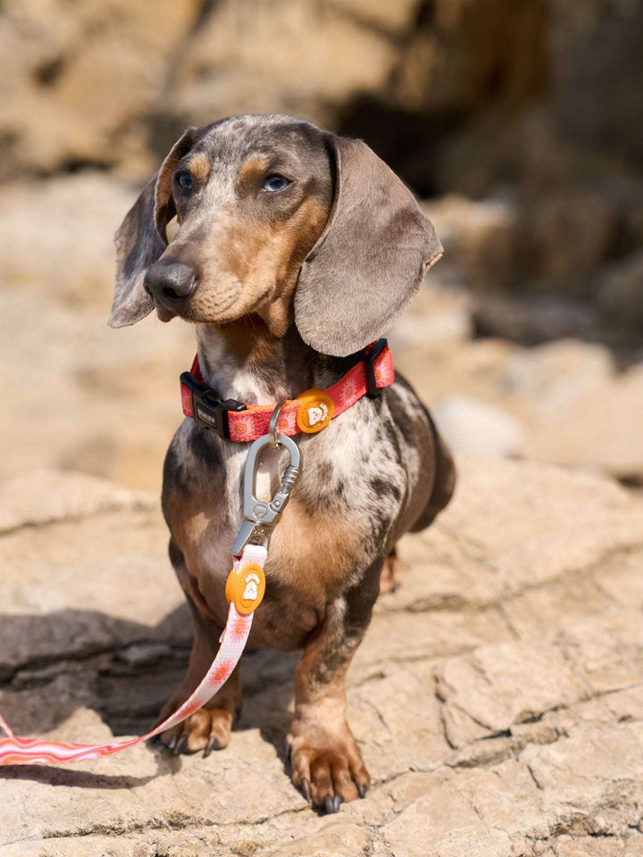 COLLAR PARA PERRO SUN
