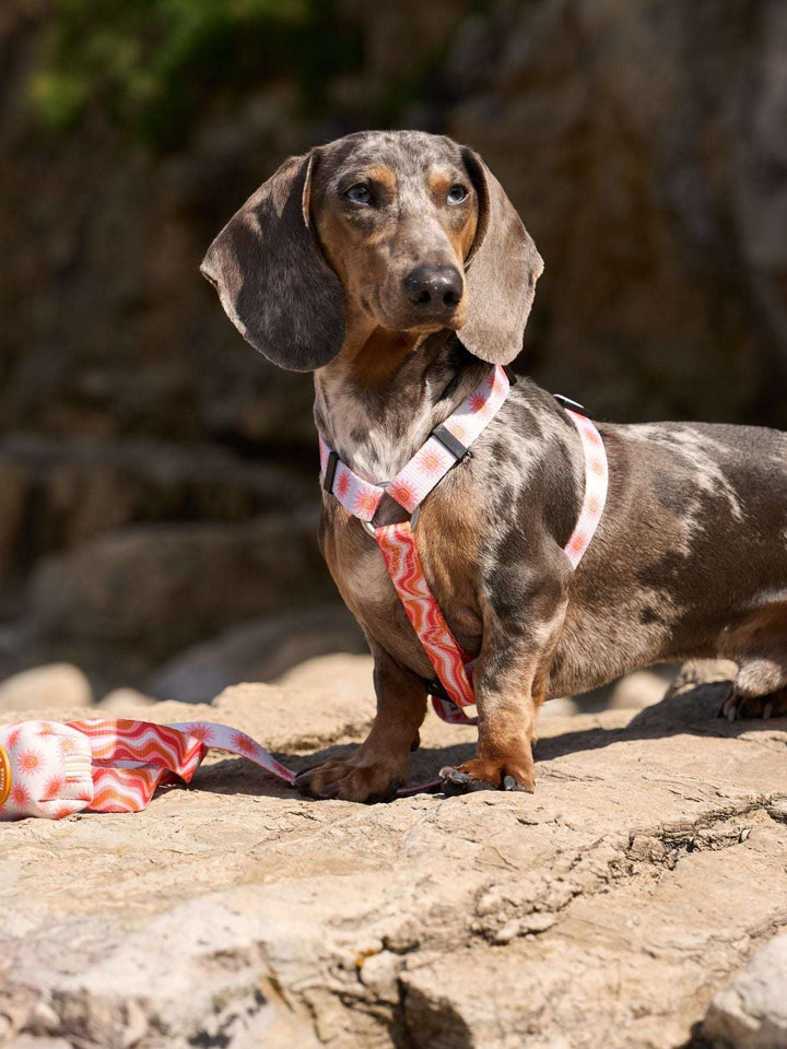 ARNÉS CLÁSICO PARA PERRO SUN
