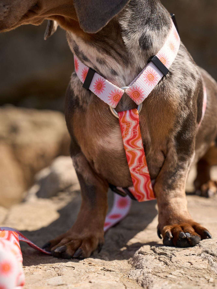 ARNÉS CLÁSICO PARA PERRO SUN