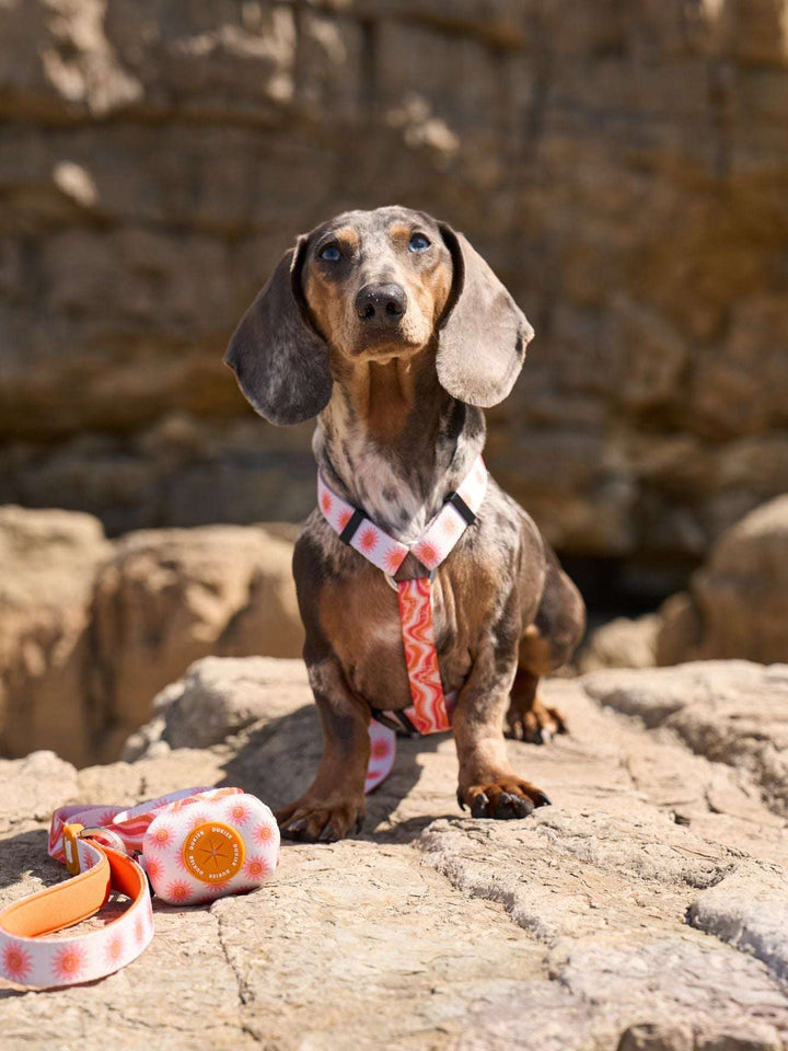 ARNÉS CLÁSICO PARA PERRO SUN