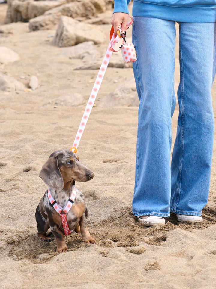 ARNÉS CLÁSICO PARA PERRO SUN