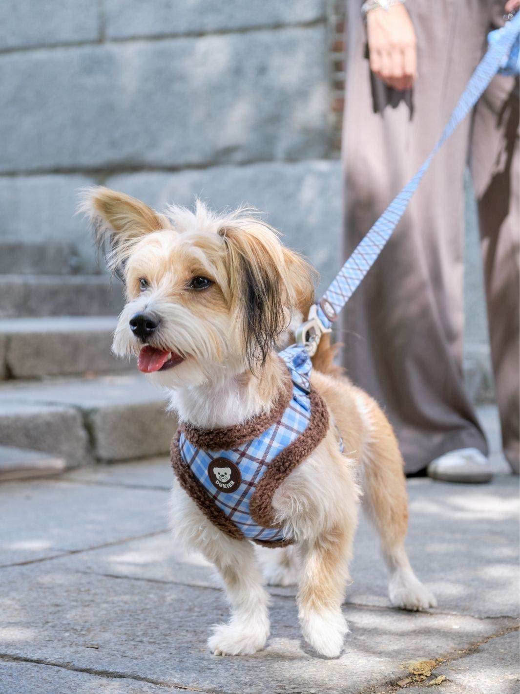 ARNES AJUSTABLE PARA PERRO TARTÁN BLUE MOCCA - Dukier