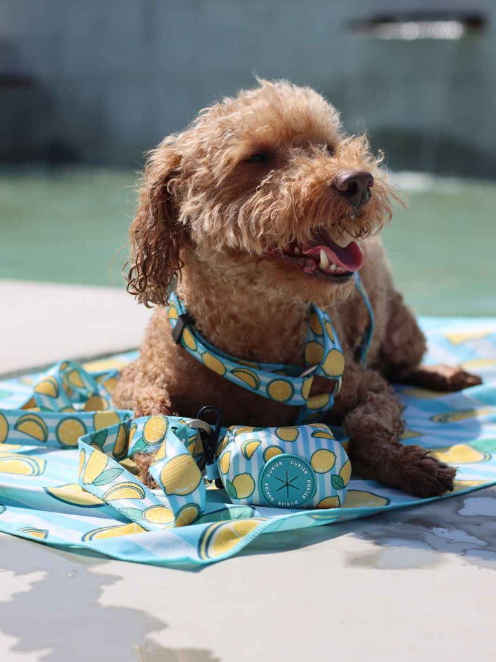 TOALLA PARA PERRO LEMONS - Dukier