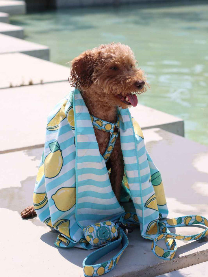 TOALLA PARA PERRO LEMONS - Dukier