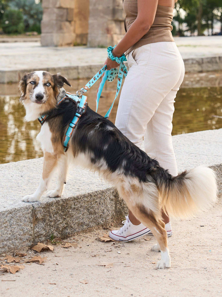 ARNES TRAIL PARA PERRO TURTLE