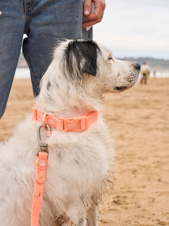 CORREA WATERPROOF PARA PERRO CORAL
