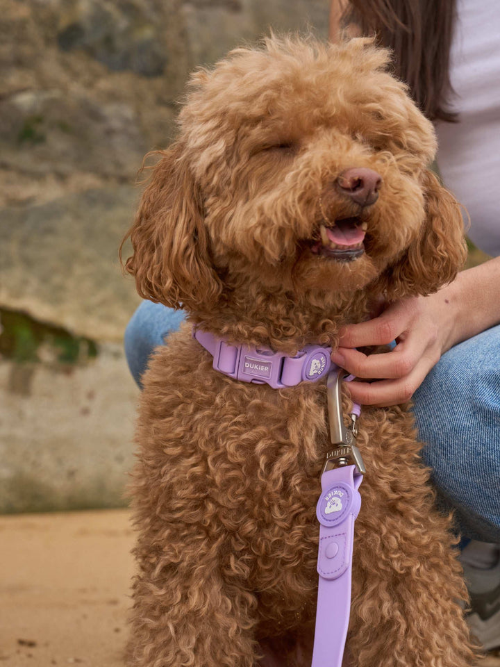 COLLAR WATERPROOF PARA PERRO PURPLE