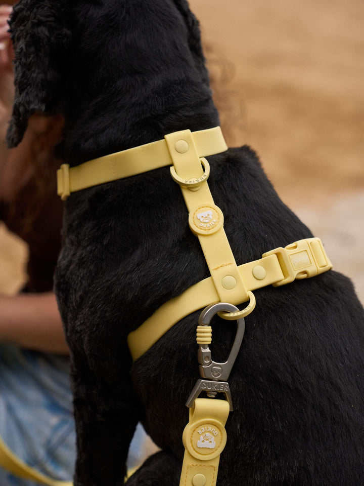 CORREA WATERPROOF PARA PERRO YELLOW