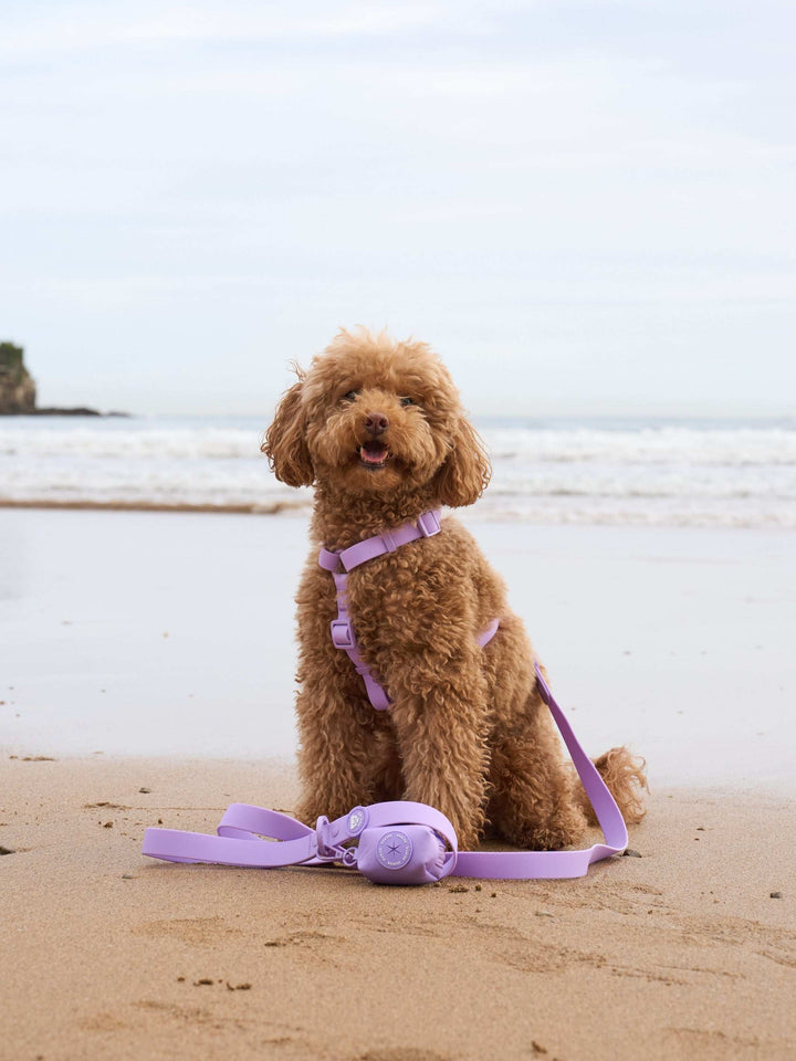 CORREA WATERPROOF PARA PERRO PURPLE