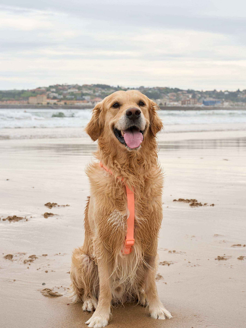 ARNES WATERPROOF PARA PERRO CORAL