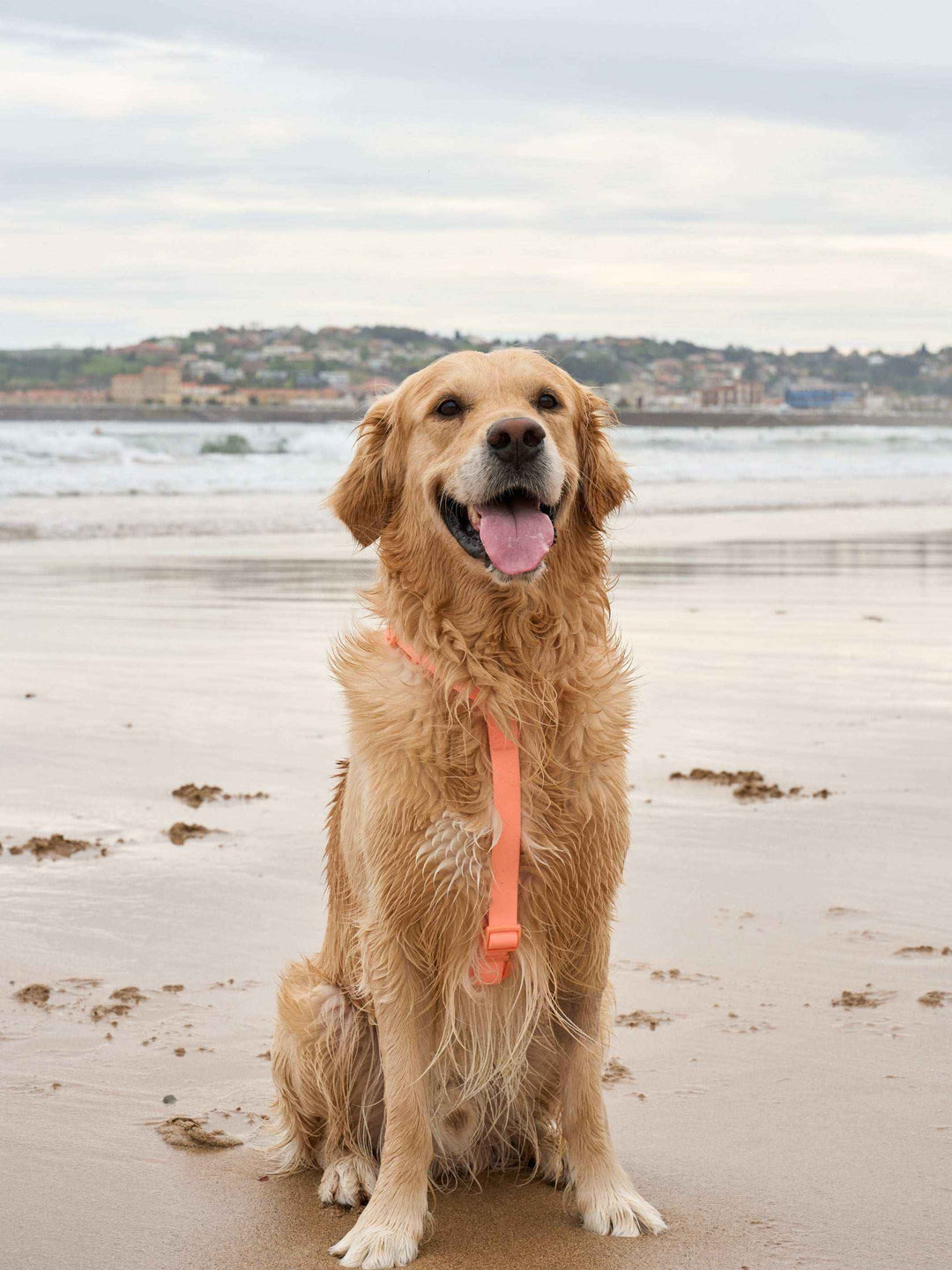 ARNES WATERPROOF PARA PERRO CORAL