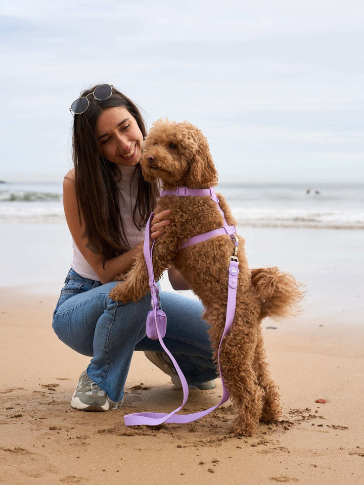 CORREA WATERPROOF PARA PERRO PURPLE