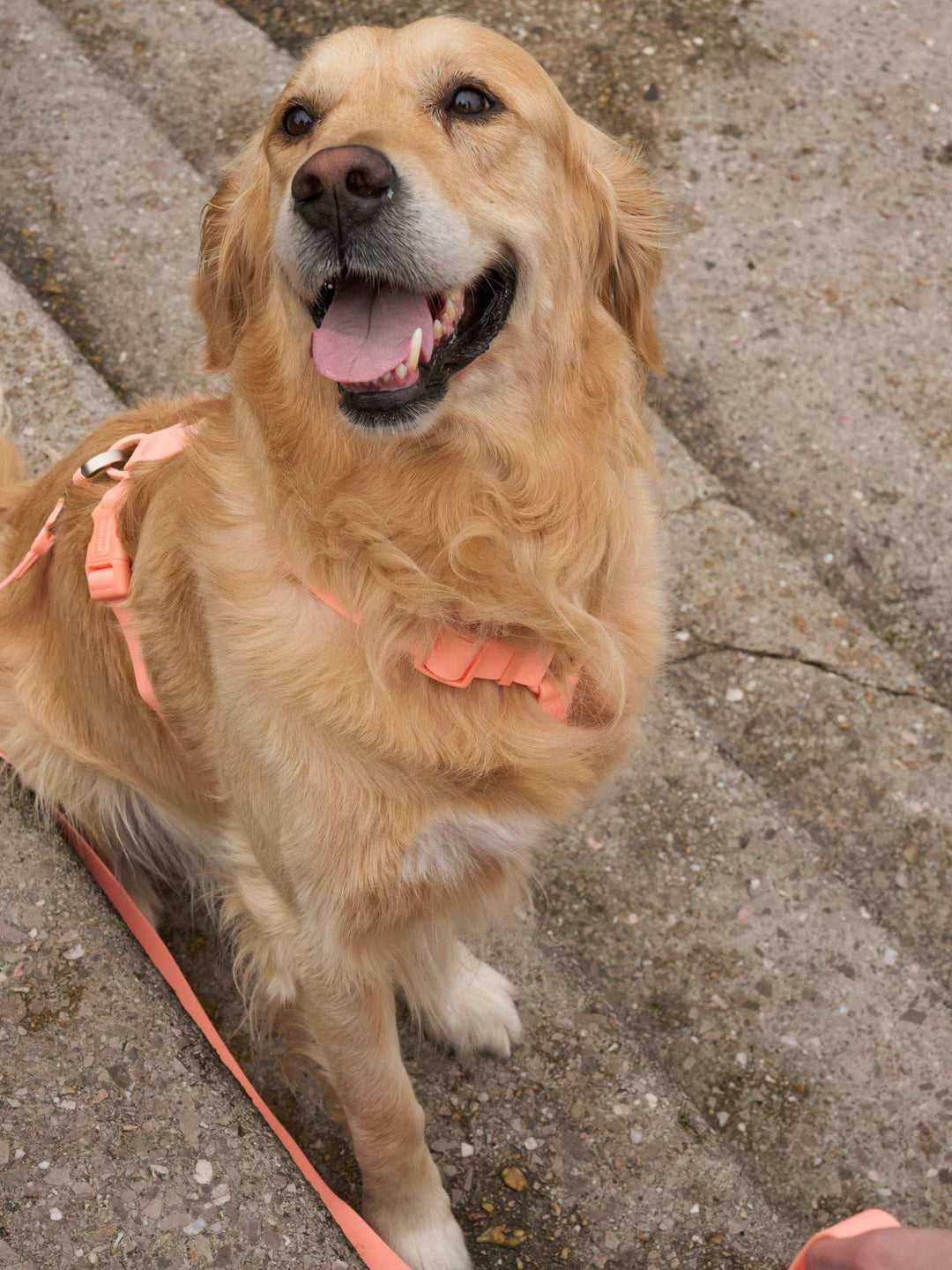 ARNES WATERPROOF PARA PERRO CORAL