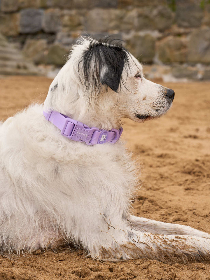 COLLAR WATERPROOF PARA PERRO PURPLE