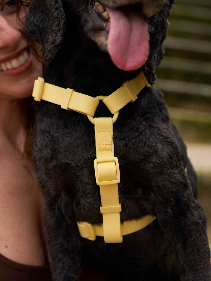 ARNES WATERPROOF PARA PERRO YELLOW